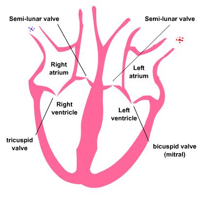 Heart Valves Diagram