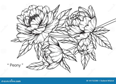 Dessin Et Croquis De Fleur De Pivoine Illustration De Vecteur