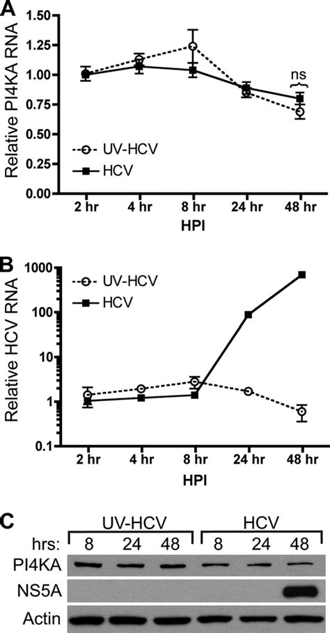 Pi4ka Abundance Is Unaltered By Hcv Infection Huh 75 Cells Were