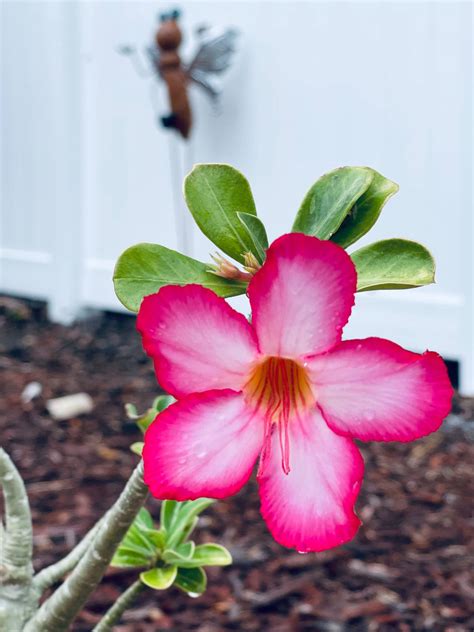 Desert Rose Flower Meaning Blooming Tips