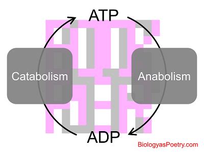 Energy Coupling - Biology As Poetry