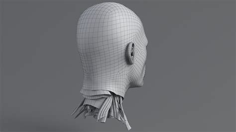 Human Head Anatomy 3D Model $99 - .fbx .ma .max .obj - Free3D