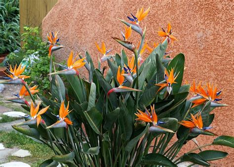 Strelitzia Reginae Plant Or Bird Of Paradise In Cm Perennial Pot