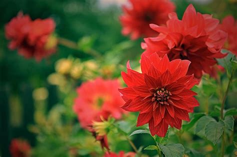 Download Wallpaper, Background, Dahlia Red, Garden, Red, Flower ...