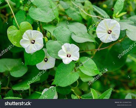 Ipomoea Alba Commonly Called Moonflower Native Stock Photo 2218697361 ...