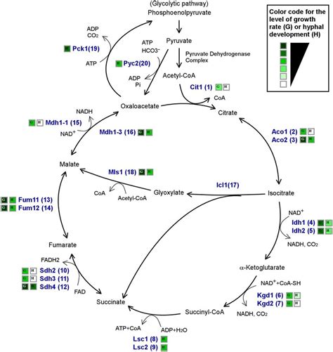 Schematic Diagram Of The Tca Cycle Glyoxylate Bypass And Glycolytic