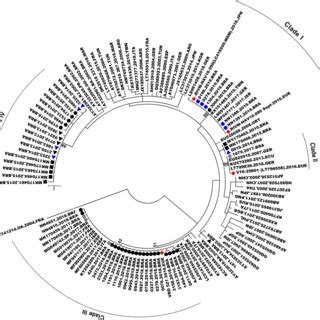 Phylogenetic Tree Generated Using The Maximum Likelihood Method With