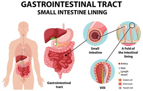 Diagram Showing Gastrointestinal Tract Stock Illustration - Download ...