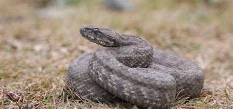 Reptiles And Their Unique Way To Brave The Cold Wildlife Sos