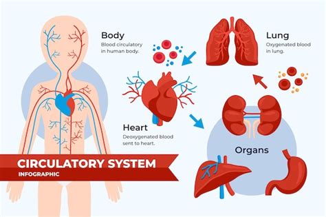 Infografía Del Sistema Circulatorio De Diseño Plano Vector Gratis