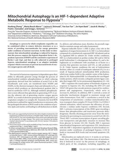 Pdf Mitochondrial Autophagy Is An Hif Dependent Adaptive Metabolic