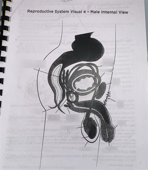Male Reproductive System Quiz Wed May 15th Diagram Quizlet