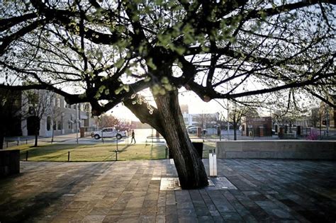 At the OKC bombing memorial, the Survivor Tree endures, inspires ...