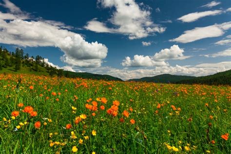 Papermoon Fototapete BLUMEN WIESE TROLLBLUMEN GEBIRGE WALD FELD WOLKEN