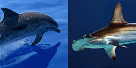 Dolphin vs. Shark: Main Differences | Ocean Info