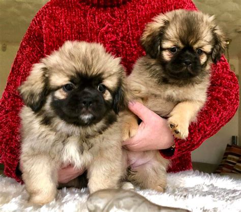 Tibetan spaniel puppies | in Wishaw, North Lanarkshire | Gumtree