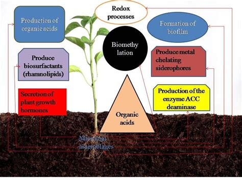 3 Strategies Of Phytoremediation Through Microbial Assemblages Root