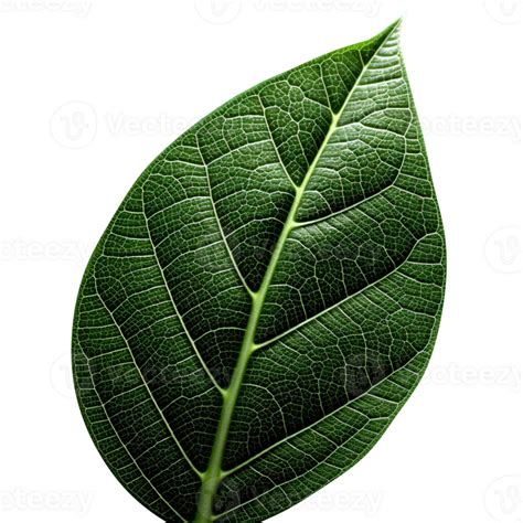 Fresh single green leaf isolated on transparent background 27143586 PNG