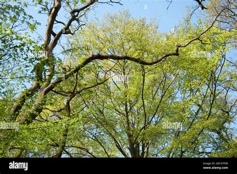 Oak And Hornbeams Queens Wood Highgate London Uk Fresh Green