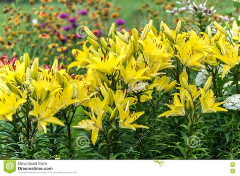 Porciones De Lirios Amarillos Hermosos En Macizo De Flores Foto De