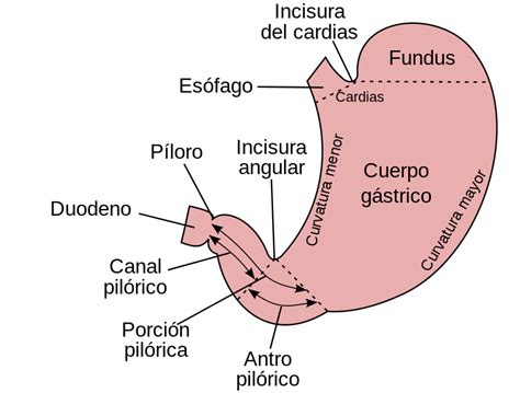 Estómago PoliclÍnico Varas Castrillo