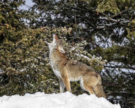 Coyote Howl Photograph by Wes and Dotty Weber - Fine Art America