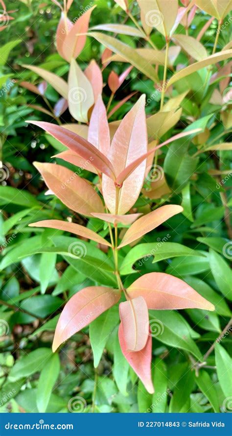 Syzygium Australe Commonly Called Brush Cherry Stock Image Image Of