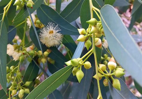 Gum Tree Eucalyptus Sp How To Use As Herbal Medicines