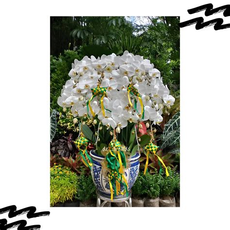 Anggrek Bulan Hampers Lebaran Pohon Warna Putih De Orchids