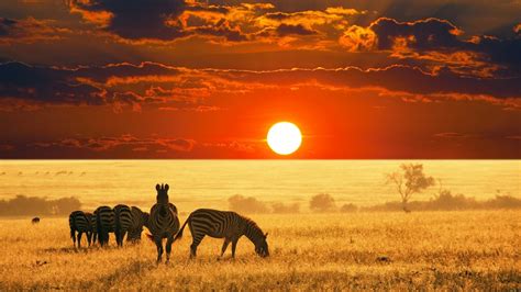 Sunbeam Hd Sunset Savannah Tree Africa Silhouette Rare