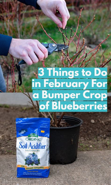 3 Things to Do in February For a Bumper Crop of Blueberries | Berry
