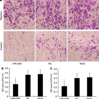 Overexpression Of Hsa MiR 520h Inhibits Cell Migration And Invasion Of