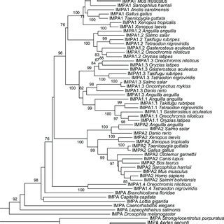 Genomic Synteny Of Teleost IMPA1 Isoforms Synteny Maps Comparing