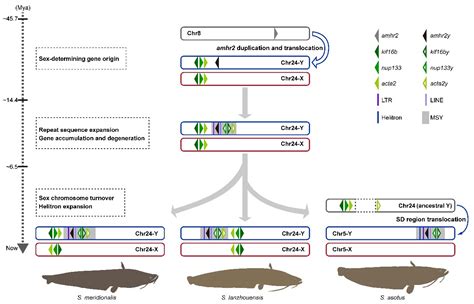 Genomic Anatomy Of Homozygous Xx Females And Yy Males Reveals Early Evolutionary Trajectory Of