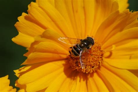 Bug Of The Week Pollinator Quiz Growing With Science Blog