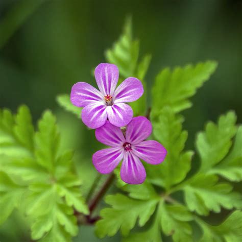 Graines Geranium Robertianum G Ranium Herbe Robert Plantes Sauvages