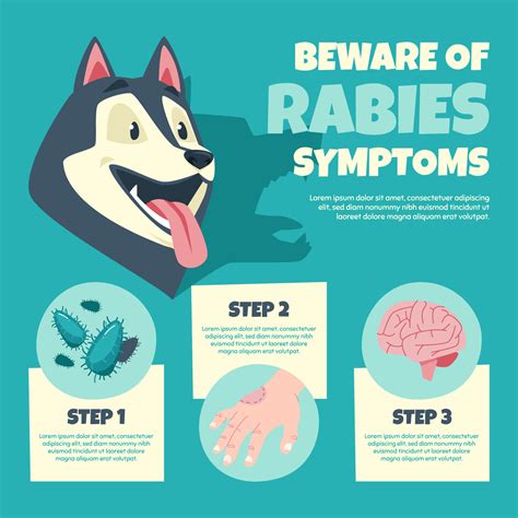 Rabies Symptoms Infographic 8099714 Vector Art at Vecteezy