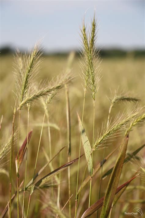 Silky Wild Rye Elymus Villosus Taylor Creek Restoration Nurseries