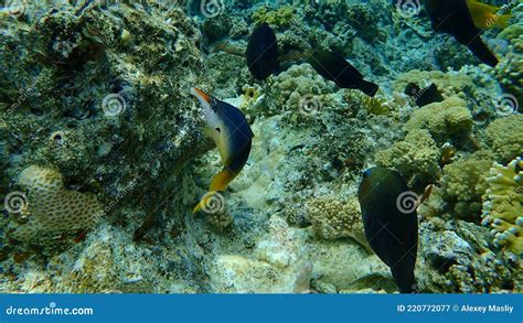 Green Birdmouth Wrasse Or Indian Birdmouth Wrasse Gomphosus Caeruleus