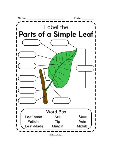 Worksheet Parts of The Leaf | PDF