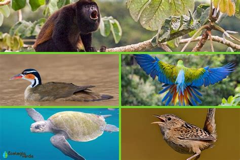 FLORA y FAUNA de COSTA RICA Características y ejemplos