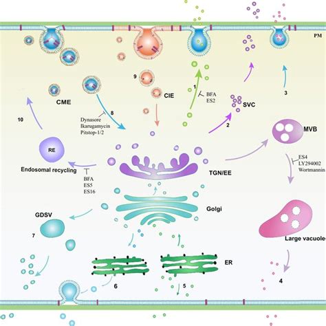 Survey Of Membrane‐bound Organelles In Vesicle Trafficking Pathways By