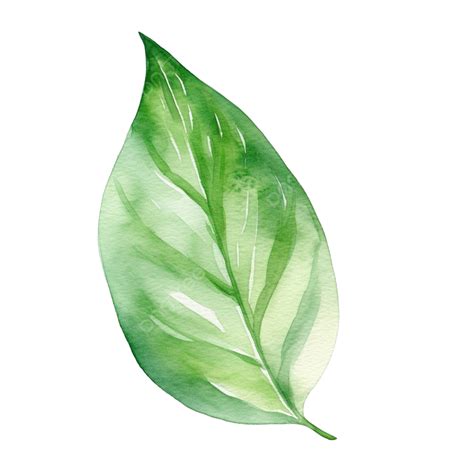 Elemento De Hoja Verde Acuarela Png Dibujos Hoja Diseño Naturaleza