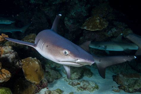 Free picture: The whitetip reef shark (Triaenodon obesus) a species of ...