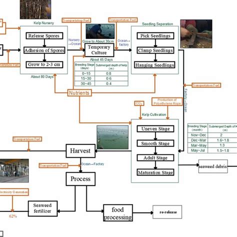 Seaweed Biochar Seaweed Fertilizer Processing Equipment The