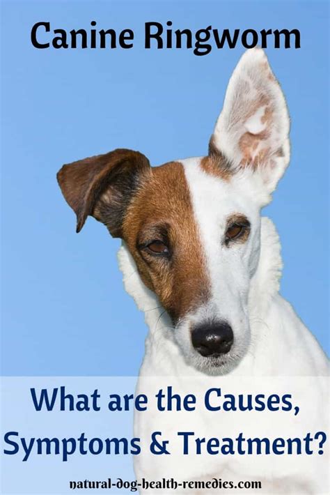 Canine Ringworm Symptoms, Causes, Treatment