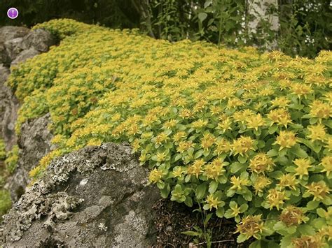 Sedum Ground Cover, Grounds, Landscape, Stars, Yellow, Plants, Scenery ...