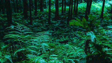 Rain On Green Forest Leaves In Undergrowth Relaxing Rain Sounds Ep