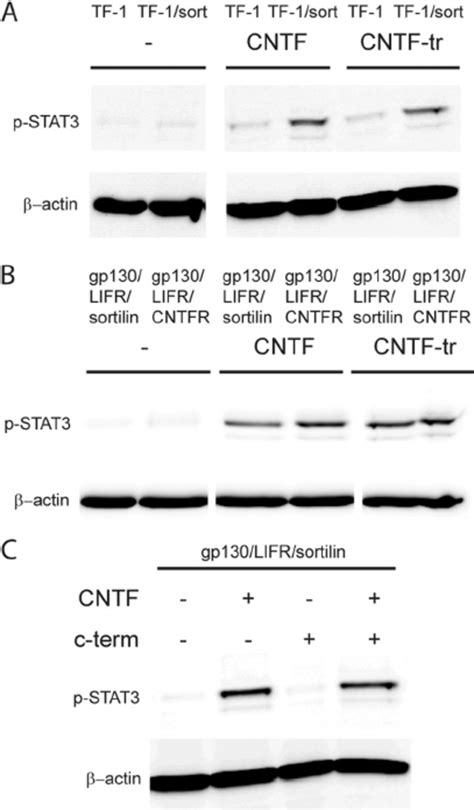 CNTF Tr Induces Phosphorylation Of STAT3 In TF 1 And BA F3 Cells A