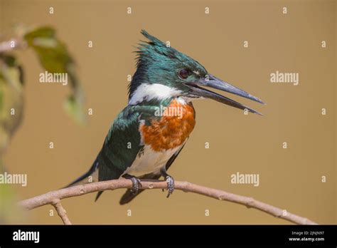 Amazonas Eisvögel Chloroceryle amazona Männchen auf einem Zweig